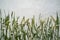 border of various wildflowers and wild grasses against a white concrete wall.