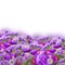 Border of violet aster flowers