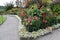 Border white iberis emphasizes the beauty and grace of dahlias