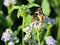 Bordered Patch Butterfly on Blue Mistflowers