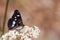 Bordered Patch Butterfly sitting on Flower, Hungary