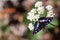 Bordered Patch Butterfly sitting on Flower, Hungary