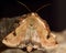 Bordered straw moth (Heliothis peltigera) with hind wings visible