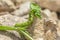 Bordered Straw Moth Larva Chewing on a Leaf