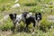 Borders Collie in the Parc Natural de la Vall de Sorteny