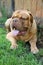 Bordoss mastiff