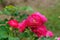 Bordure Magenta rose in garden