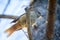 Boreal bird, the Siberian Jay