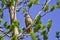 Boreal bird, the Siberian Jay