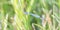 Boreal Bluet Enallagma boreale Damselfy Perched on a Stalk of Vegetation in Colorado