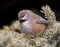 Boreal Chickadee