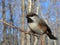 Boreal Chickadee