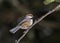 Boreal Chickadee