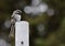 Boreal Chickadee perched on a wooden post