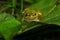 Boreal Chorus Frog - Pseudacris maculata