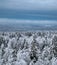 Boreal coniferous forest. Top view