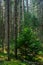 Boreal Forest Stems in the Wilderness