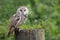 Boreal owl