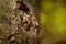 Boreal Owl - Aegolius funereus looking out from the hollow in the beech