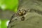 Boreal Owl - Aegolius funereus looking out from the hollow in the beech