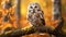 Boreal owl, Aegolius funereus, in the orange larch autumn forest. Autumn in nature with owl. ai