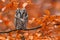 Boreal owl, Aegolius funereus, perched on beech branch in colorful autumn forest. Typical small owl with big yellow eyes