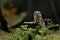 Boreal owl Aegolius funereus perched on mossy stump in forest. Typical small owl with big yellow eyes in morning light.