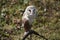 Boreal owl (Aegolius funereus) sitting on a branch.