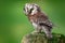 Boreal owl, Aegolius funereus, sitting on larch stone with clear green forest background. Forest bird in the nature habitat. Small
