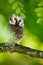 Boreal owl, Aegolius funereus, sitting on the tree branch in green forest background. Owl hidden in green forest vegetation. small