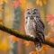 Boreal Owl in Autumn Perched on Beech Branch in Colorful Forest