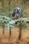 Boreal owl in the forest. Small bird sitting on branch. Animal taken with wide angle lens. Bird in nature habitat, Sweden, Boreal