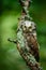 Boreal owl in the green larch autumn forest in central Europe, detail bird portrait in the nature habitat, Germany