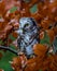 Boreal owl in the orange larch autumn tree