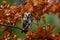 Boreal owl in the orange larch autumn tree