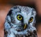 Boreal owl in the orange larch autumn tree