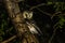 A Boreal Owl Perched in a tree