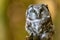 The boreal owl or Tengmalm`s owl Aegolius funereus, a close-up portrait of this bird perched on a perch in the woods. The