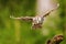 Boreal owl or Tengmalm`s owl Aegolius funereus is flying
