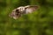Boreal owl or Tengmalm`s owl Aegolius funereus gliding through the woods