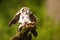 Boreal owl or Tengmalm`s owl Aegolius funereus landed on the old trunk