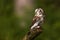 Boreal owl or Tengmalm`s owl Aegolius funereus resting on the stump of a tree