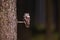 Boreal owl or Tengmalm`s owl Aegolius funereus sits on a spruce branch