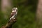 Boreal owl or Tengmalm`s owl Aegolius funereus sitting on a stick in the forest