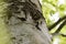 Boreal owl or Tengmalm's owl (Aegolius funereus) Swabian Jura  Germany