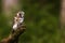 Boreal owl or Tengmalm`s owl Aegolius funereus waiting on the stump of a tree
