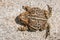 Boreal Toad - Bufo boreas - Bird View