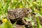 Boreal Toad - Bufo boreas - Chubby One