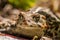 Boreal Toad - Bufo boreas - Frontal Portrait