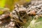 Boreal Toad - Bufo boreas - Profile Portrait